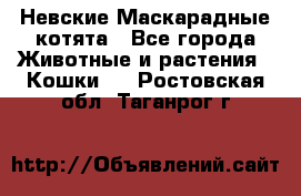 Невские Маскарадные котята - Все города Животные и растения » Кошки   . Ростовская обл.,Таганрог г.